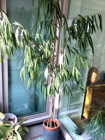 7 x Kamerplant Collection - 200cm to 80cm tall -various beschikbaar voor biedingen