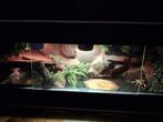 Groot betonplex terrarium, Dieren en Toebehoren, Reptielen en Amfibieën | Toebehoren, Ophalen, Gebruikt, Terrarium of Paludarium