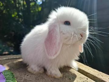 Minilop baby konijntje wit met fel blauwe ogen  beschikbaar voor biedingen