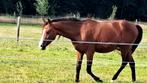 Veelbelovende jonge sportpony te koop, Dieren en Toebehoren, Pony's, 0 tot 2 jaar, Hengst, Onbeleerd, D pony (1.37m tot 1.48m)