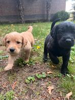 F1 Labradoodle pups, Dieren en Toebehoren, Rabiës (hondsdolheid), Overige rassen, 8 tot 15 weken, Meerdere