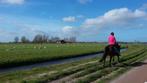 Volwassen verzorger/bijrijder gezocht (buitenritjes), Dieren en Toebehoren, Paarden en Pony's | Overige Paardenspullen, Ophalen of Verzenden