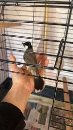 Witoor Buulbuul, Dieren en Toebehoren, Mannelijk