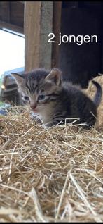 Boerderij kittens, Dieren en Toebehoren, Katten en Kittens | Overige Katten, Meerdere dieren