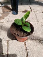 Pompoen Sweet Dumpling, Tuin en Terras, Planten | Tuinplanten, Ophalen, Volle zon, Groenteplanten, Eenjarig