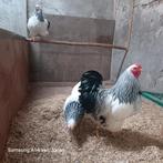 Verschillende soorten voer beschikbaar, Meerdere dieren, Kip