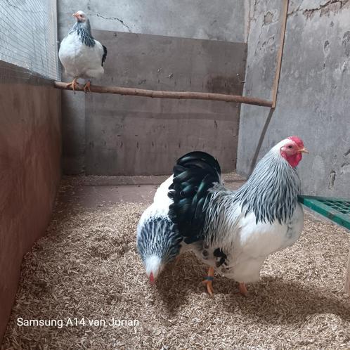 Verschillende soorten voer beschikbaar, Dieren en Toebehoren, Pluimvee, Kip, Meerdere dieren