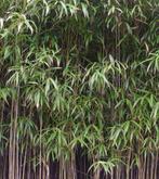 Bamboe gevraagd, Bamboe, Ophalen, 100 tot 250 cm