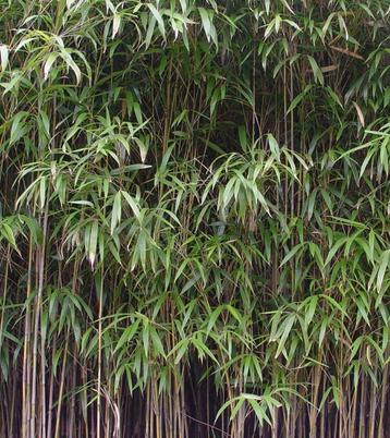 Bamboe gevraagd