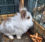 Lief tam mannetje zoekt nog een warm holletje, Dieren en Toebehoren, Konijnen, Mannelijk, Dwerg