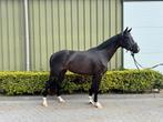 3 jarige dressuurmerrie, Dieren en Toebehoren, Paarden, Merrie, Zadelmak, 3 tot 6 jaar