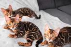 Uitstekende Bengaalse katertjes beschikbaar, Dieren en Toebehoren, Katten en Kittens | Raskatten | Korthaar, Kater, Gechipt, 0 tot 2 jaar