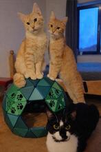 Dringend (tijdelijke) woonruimte gezocht