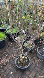 Magnolia susan dikke plant paars / roze bloemkomt nu in knop, Tuin en Terras, Planten | Tuinplanten, Vaste plant, Halfschaduw