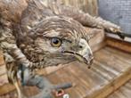 Opgezette roof vogel, Verzamelen, Dierenverzamelingen, Ophalen, Gebruikt, Vogel, Opgezet dier