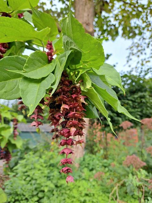 Zaden Leycesteria formosa, Tuin en Terras, Bloembollen en Zaden, Verzenden