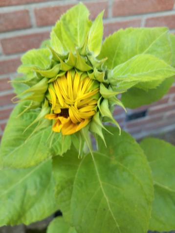 Zonnebloem 🌻🔆 in Bloei  beschikbaar voor biedingen