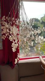 Judaspenning, Huis en Inrichting, Woonaccessoires | Droogbloemen, Ophalen, Nieuw