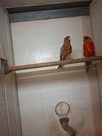 Oranje pennant rosella's, Dieren en Toebehoren, Vogels | Parkieten en Papegaaien, Meerdere dieren, Parkiet, Geringd