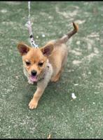 Pomeranian x Dwergpinscher pup, Dieren en Toebehoren, Particulier, 8 tot 15 weken, Buitenland, Teef