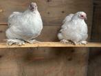 2 Cochin hennen grijs kriel, Dieren en Toebehoren, Vrouwelijk, Kip