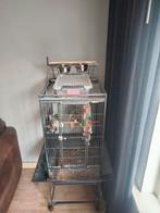 Te koop parkieten met kooi, Dieren en Toebehoren, Mannelijk, Parkiet