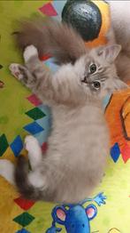 Ragdoll Kittens, met stamboom, Dieren en Toebehoren, Katten en Kittens | Raskatten | Langhaar, Meerdere dieren, Gechipt, 0 tot 2 jaar