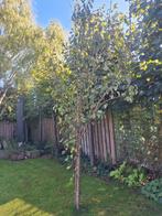Perenboom, Tuin en Terras, Ophalen