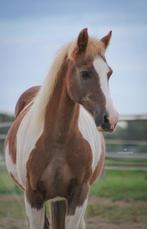 Gezocht: All-in pensioenplekje voor C-pony, Dieren en Toebehoren, Stalling en Weidegang, Stalling, 1 paard of pony