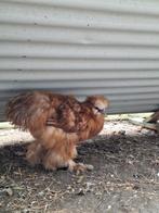 USA Zijdehoender kriel haan, Dieren en Toebehoren, Pluimvee, Mannelijk, Kip