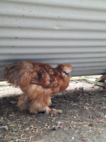 USA Zijdehoender kriel haan beschikbaar voor biedingen