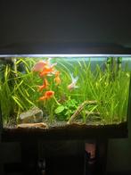Superfish aquarium met meubel, Dieren en Toebehoren, Ophalen, Zo goed als nieuw, Gevuld zoetwateraquarium