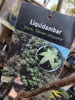 Amberboom, Liquidambar 'Slender silhouette', Tuin en Terras, Planten | Bomen, Overige soorten, Ophalen