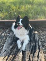 Sheltie x Kees dekreu, Dieren en Toebehoren, Rabiës (hondsdolheid), 1 tot 2 jaar, Reu, Nederland