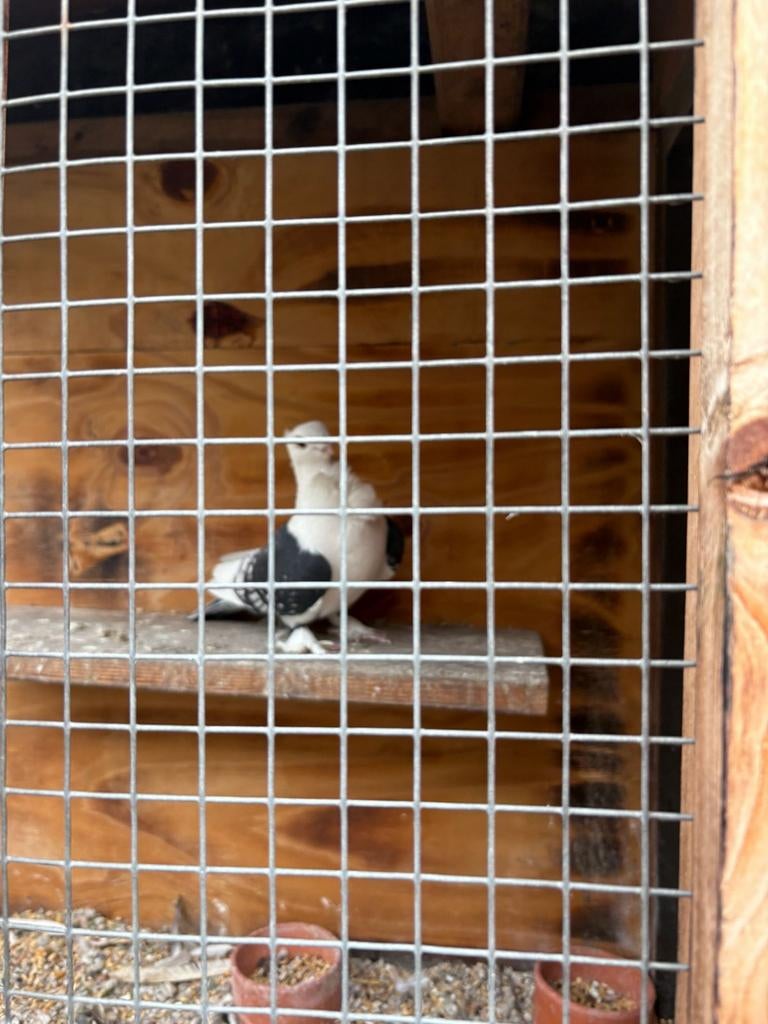 duif man guvercin erkek, Mannelijk, Overige soorten