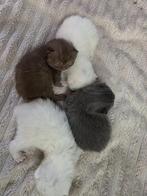 Britse korthaar kittens, Meerdere dieren, Ontwormd, 0 tot 2 jaar