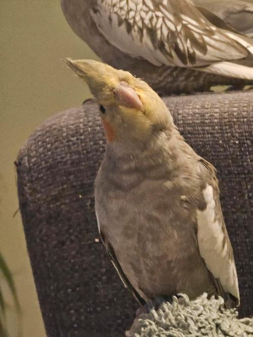 2 valkparkieten man aangeboden, Dieren en Toebehoren, Vogels | Parkieten en Papegaaien, Parkiet, Mannelijk, Tam