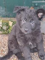 Duitse herder pups, Dieren en Toebehoren, 8 tot 15 weken, Teef, Meerdere, Nederland
