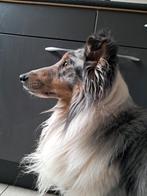 Mooie lieve sheltie reu 4 jaar jong, Dieren en Toebehoren, November, Mannelijk
