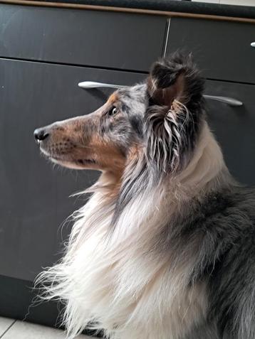 Mooie lieve sheltie reu 4 jaar jong beschikbaar voor biedingen