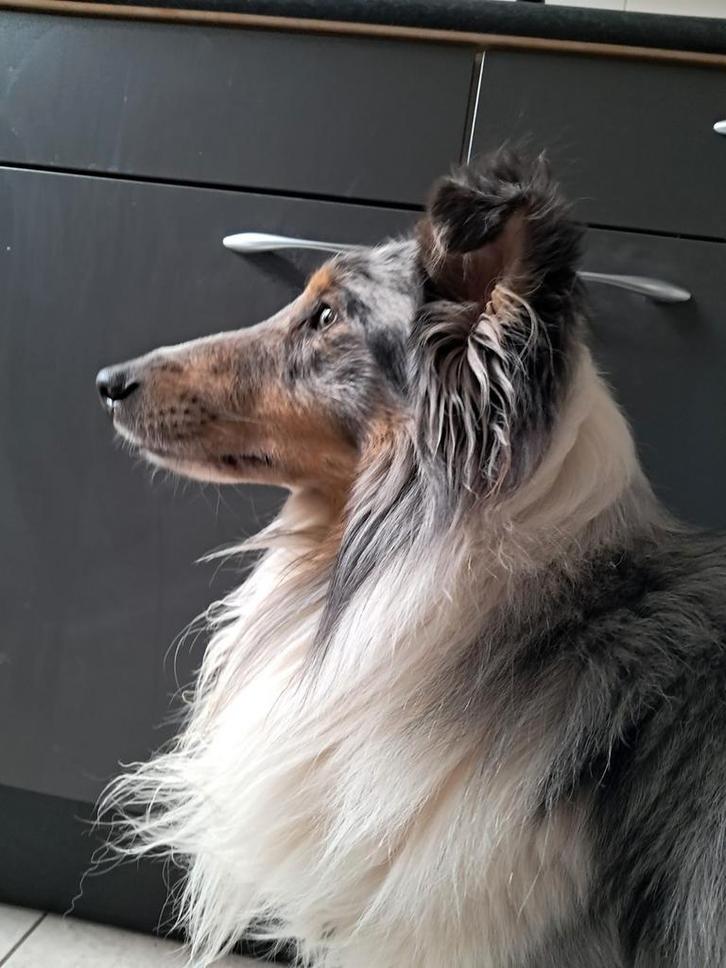 Mooie lieve sheltie reu 4 jaar jong, Dieren en Toebehoren, Overige Dieren, Mannelijk, November