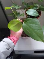 Monstera albo, Huis en Inrichting, Kamerplanten, Ophalen of Verzenden, Halfschaduw, Minder dan 100 cm