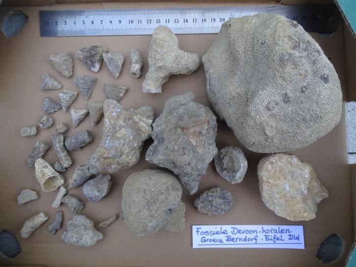 Collectie(35) fossiele Devoon-koralen uit Berndorf, Eifel, Verzamelen, Mineralen en Fossielen, Fossiel, Ophalen of Verzenden