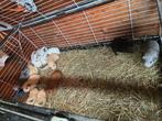 Prachtige jonge cavia beertjes, Dieren en Toebehoren, Cavia, Mannelijk, Juli, Tam