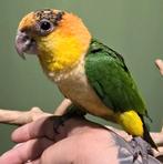 Tamme Roestkop Caique’s, Meerdere dieren, Papegaai