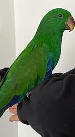 Edelpapegaai man van 12 mnd oud / tam /, Mannelijk, Papegaai, Pratend