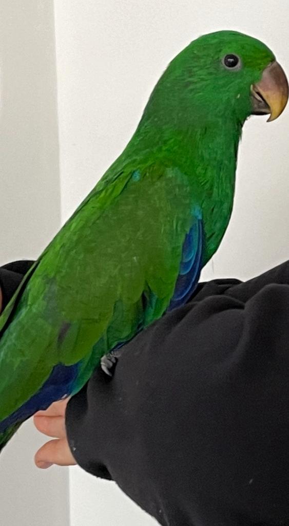 Edelpapegaai man van 12 mnd oud / tam /, Dieren en Toebehoren, Vogels | Parkieten en Papegaaien, Papegaai, Mannelijk, Pratend