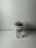 Alocasia pink dragon variegata corm (2), Huis en Inrichting, Kamerplanten, Ophalen of Verzenden, Halfschaduw, Minder dan 100 cm