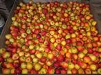 Cider appels, Ophalen