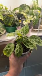 Maranta light veins plantje. Nr 3, Huis en Inrichting, Kamerplanten, Ophalen, Halfschaduw, Minder dan 100 cm